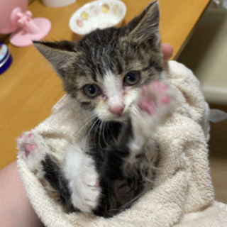 小さな子猫　先住猫がいる為飼えません