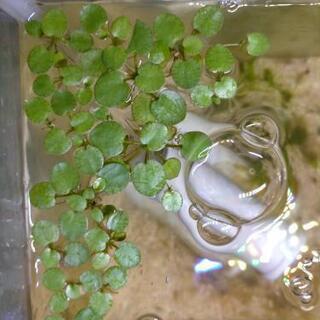 アマゾンフロッグピット🍀　水草、浮き草