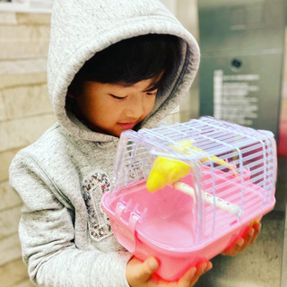 黄色いセキセイインコが居なくなりました