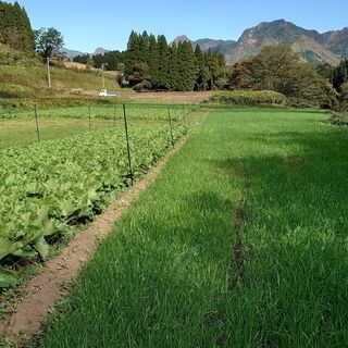 健康農産美土里農園運営業務の画像