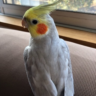 オカメインコ（オス）