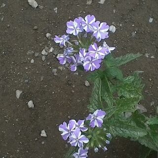 バーベナ　鉢植え