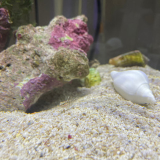海水魚(生体)ライブロックの画像