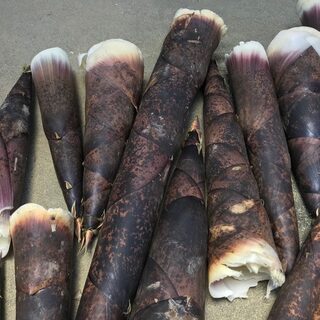 【御礼】タケノコ収穫しませんか