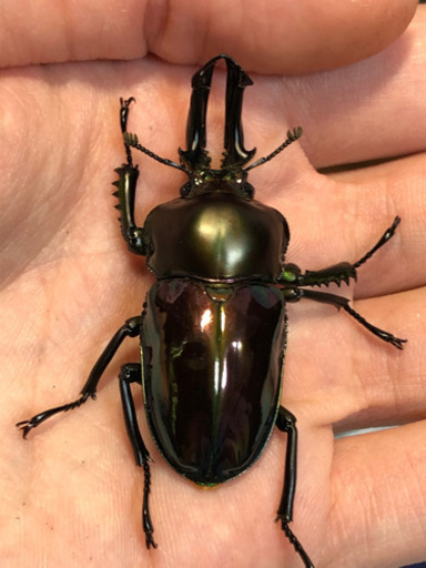 ニジイロクワガタ　ピカール系