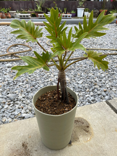 観葉植物1