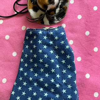 フトアゴヒゲトカゲぐらいの大きさのトカゲのマントと帽子
