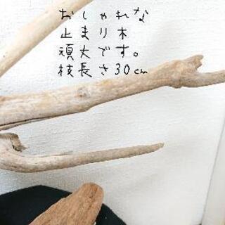 流木止まり木・バードタワーNo.⑤の画像