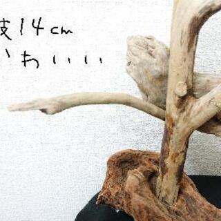 流木止まり木・バードタワーNo.⑤の画像