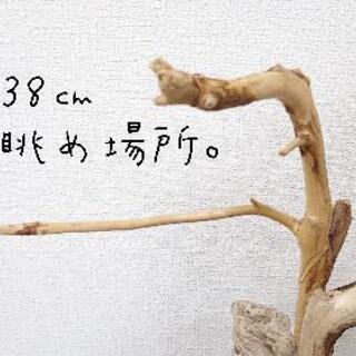 流木止まり木・バードタワーNo.⑤の画像