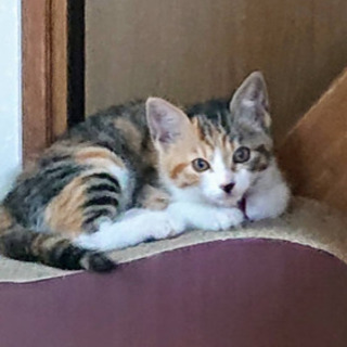 2匹一緒に貰ってくださる方に里子決定しました。となりました。生後...