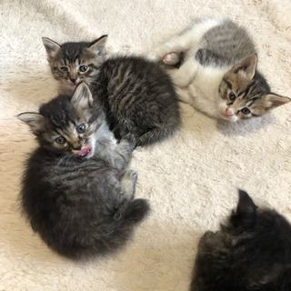 可愛いモフモフ子猫