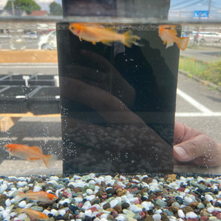 めだか販売　雨天の為販売中止の画像