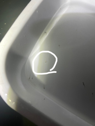 NKメダカ　マリンブルー　針子