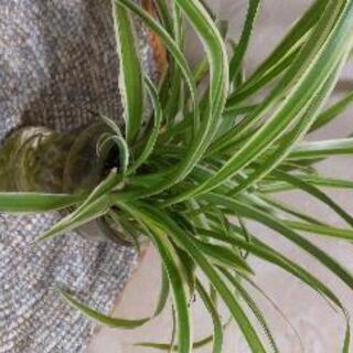 観葉植物　オリヅルラン