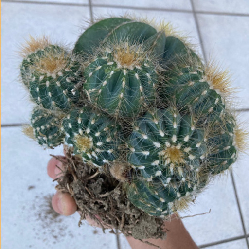 サボテン　王冠竜　ドライガーデン　ガーデニング 植トレ🌵🇯🇵 | 庭のサボテン達 サボテンは密集して植えるのが