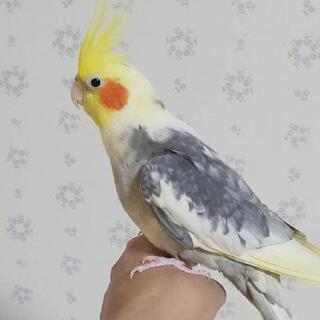 【商談中】オカメインコの男の子① パールパイド - 東松山市