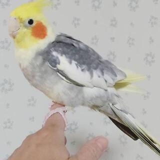 【商談中】オカメインコの男の子① パールパイドの画像