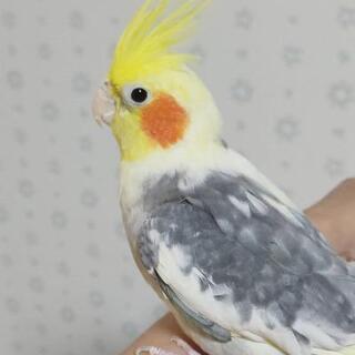 【商談中】オカメインコの男の子① パールパイド - ペット