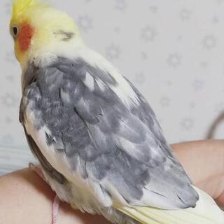 【商談中】オカメインコの男の子① パールパイド - 地元のお店