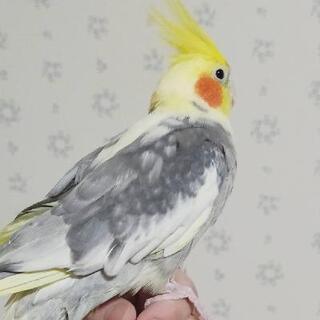 【商談中】オカメインコの男の子① パールパイド − 埼玉県