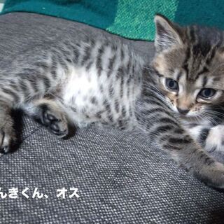 生後1.5ヶ月の子猫の里親募集です