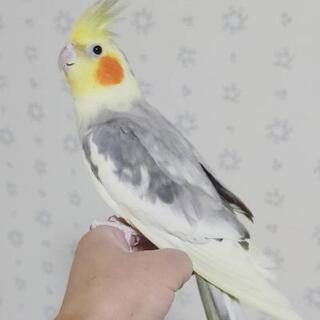 オカメインコの男の子② ドミナントシルバーパールパイドの画像