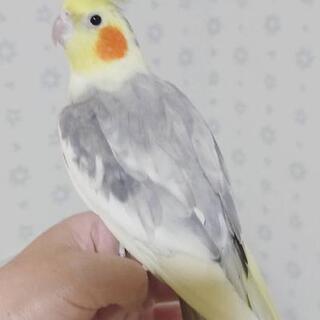 オカメインコの男の子② ドミナントシルバーパールパイド - 東松山市