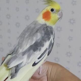 オカメインコの男の子② ドミナントシルバーパールパイド - ペット