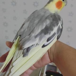 オカメインコの男の子② ドミナントシルバーパールパイド - 地元のお店