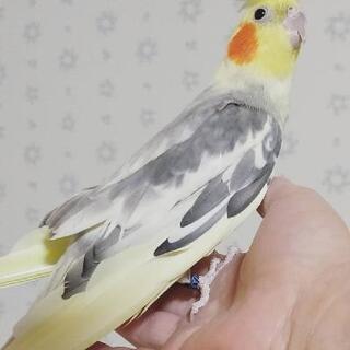 オカメインコの男の子② ドミナントシルバーパールパイド − 埼玉県