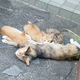 【至急】元気な子猫です 