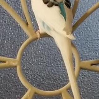 迷子のセキセイインコを探しています