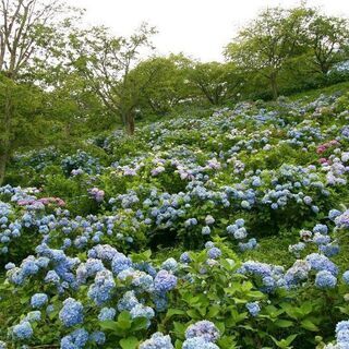 ゆる山ハイキングに行きませんか