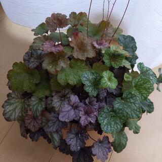 ヒューケラ　5種　寄植え