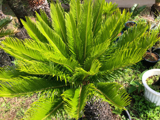 ソテツ　蘇鉄　幹高80センチ