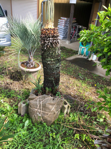 ソテツ　蘇鉄　幹高1メートル　２本あります
