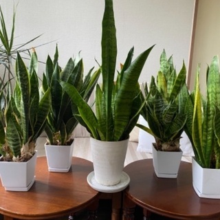 観葉植物 サンスベリア