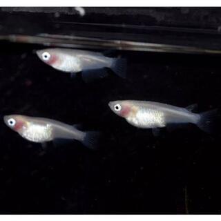 紅ほっぺ(透明鱗)  卵20個+α 送料込