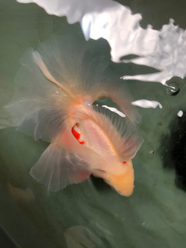 土佐錦　大切にして頂ける方に