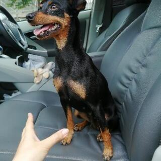 迷い犬、保護しています。