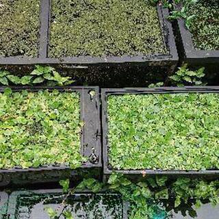 水草を無料での画像
