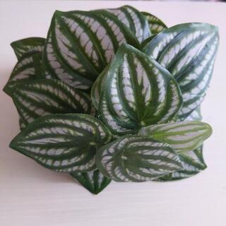 スイカペペ　リアル造花　フェイクグリーンの画像