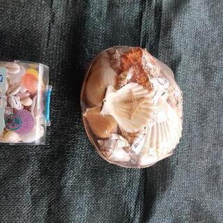 未開封　貝がらBOX