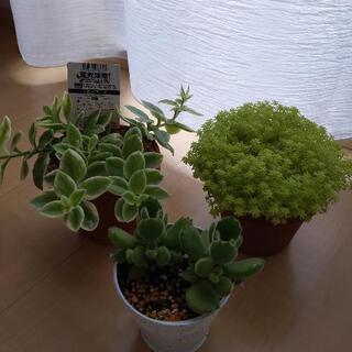 【早いもの勝ち】多肉植物　3種類