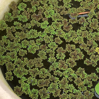 水草+浮草α（無農藥）の画像