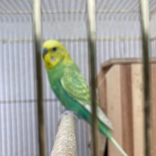 セキセインコ
