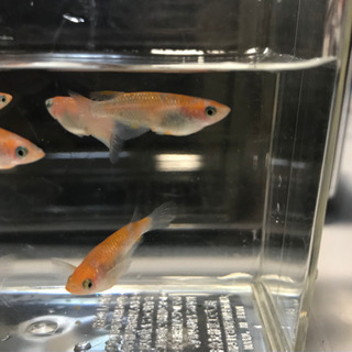 紅白ラメ（王華）若魚7匹　3ペア＋♂1匹（☆内♀1匹若干骨曲がり有←要確認！！♪☆）の画像