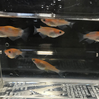 紅白ラメ（王華）若魚7匹　3ペア＋♂1匹（☆内♀1匹若干骨曲がり有←要確認！！♪☆）の画像