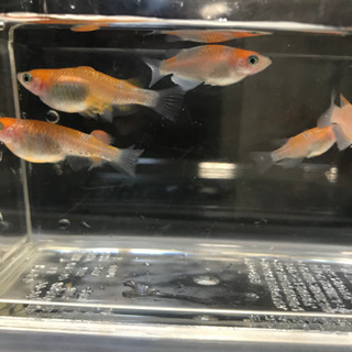 紅白ラメ（王華）若魚7匹　3ペア＋♂1匹（☆内♀1匹若干骨曲がり有←要確認！！♪☆）の画像